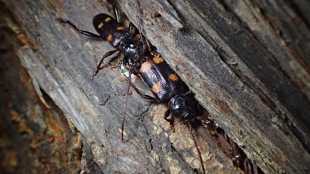 スギカミキリの成虫ペア