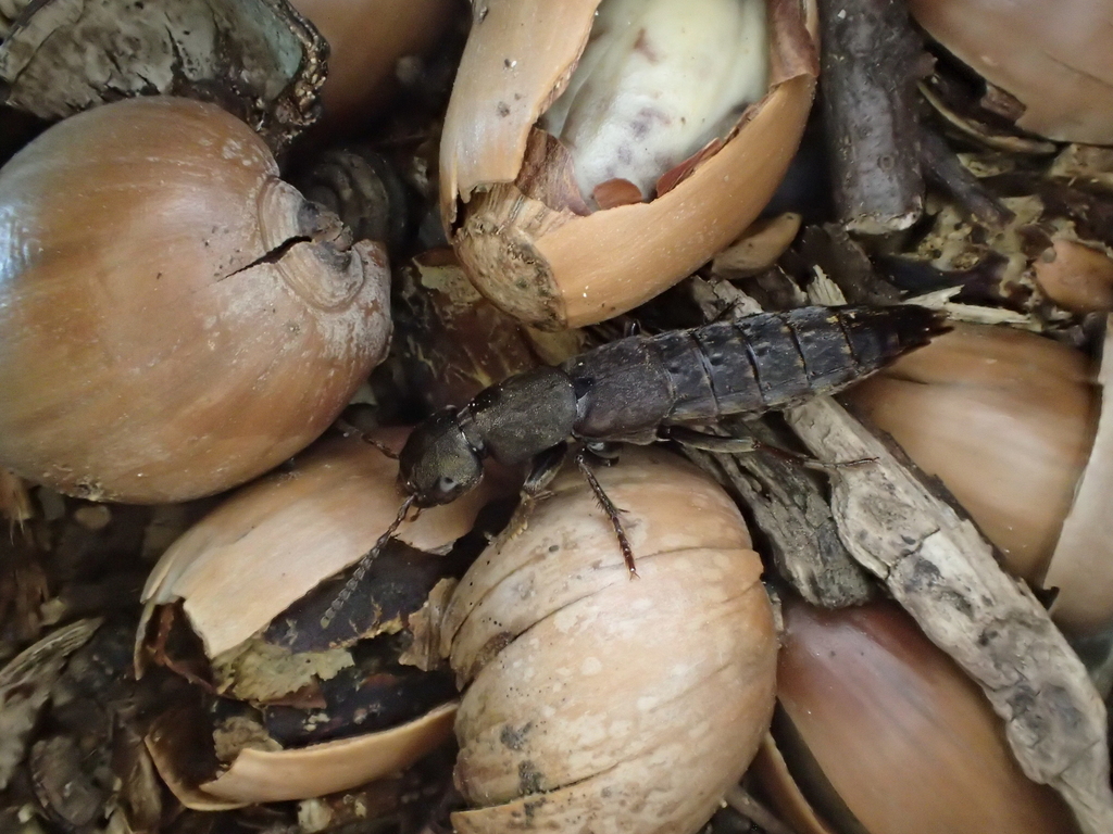 クロサビイロマルズオオハネカクシ（クロサビイロハネカクシ）