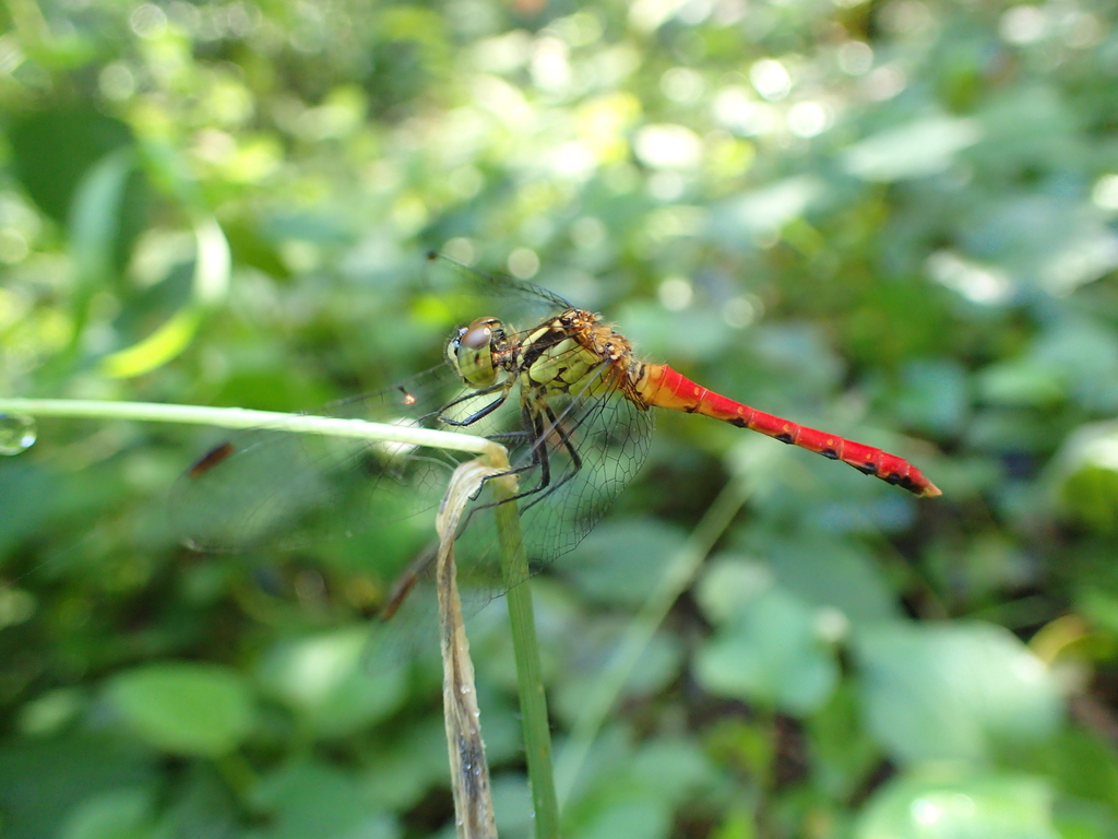 近所で発見したヒメアカネ