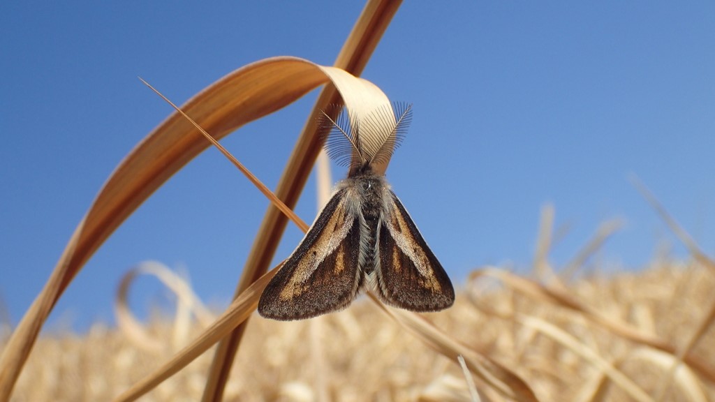 フチグロトゲエダシャク成虫オス